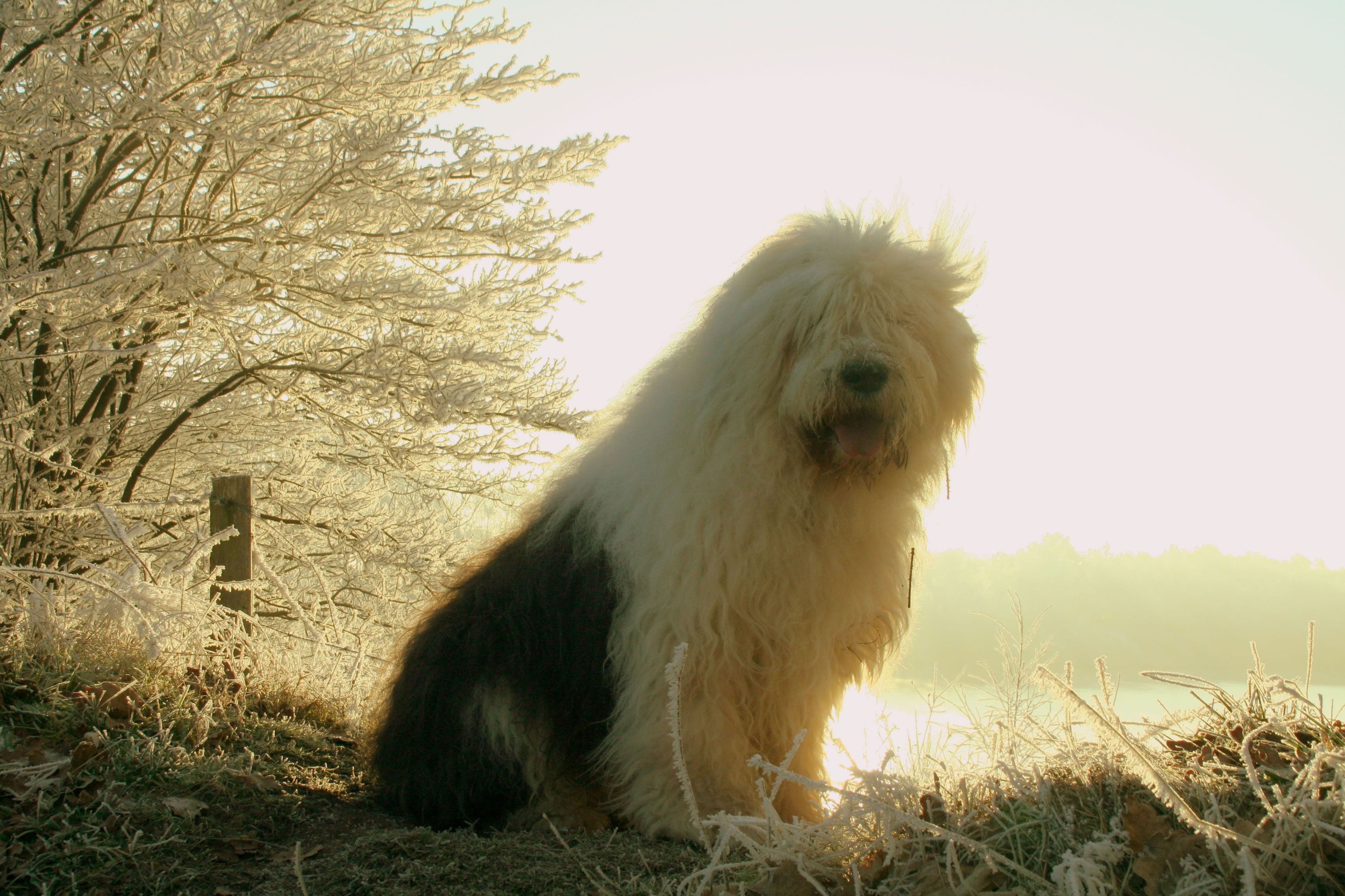 Old English Sheepdog Wallpapers