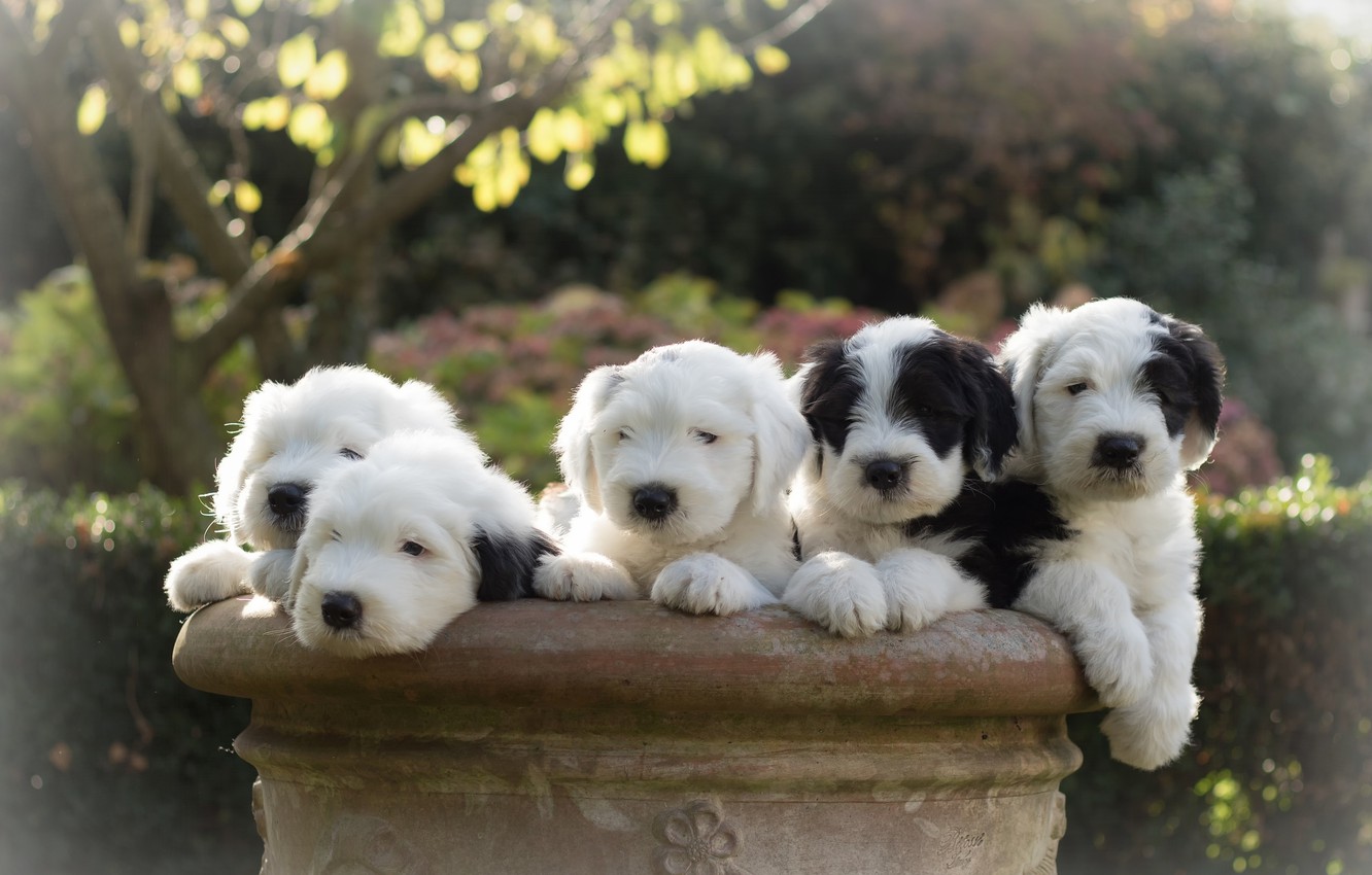 Old English Sheepdog Wallpapers