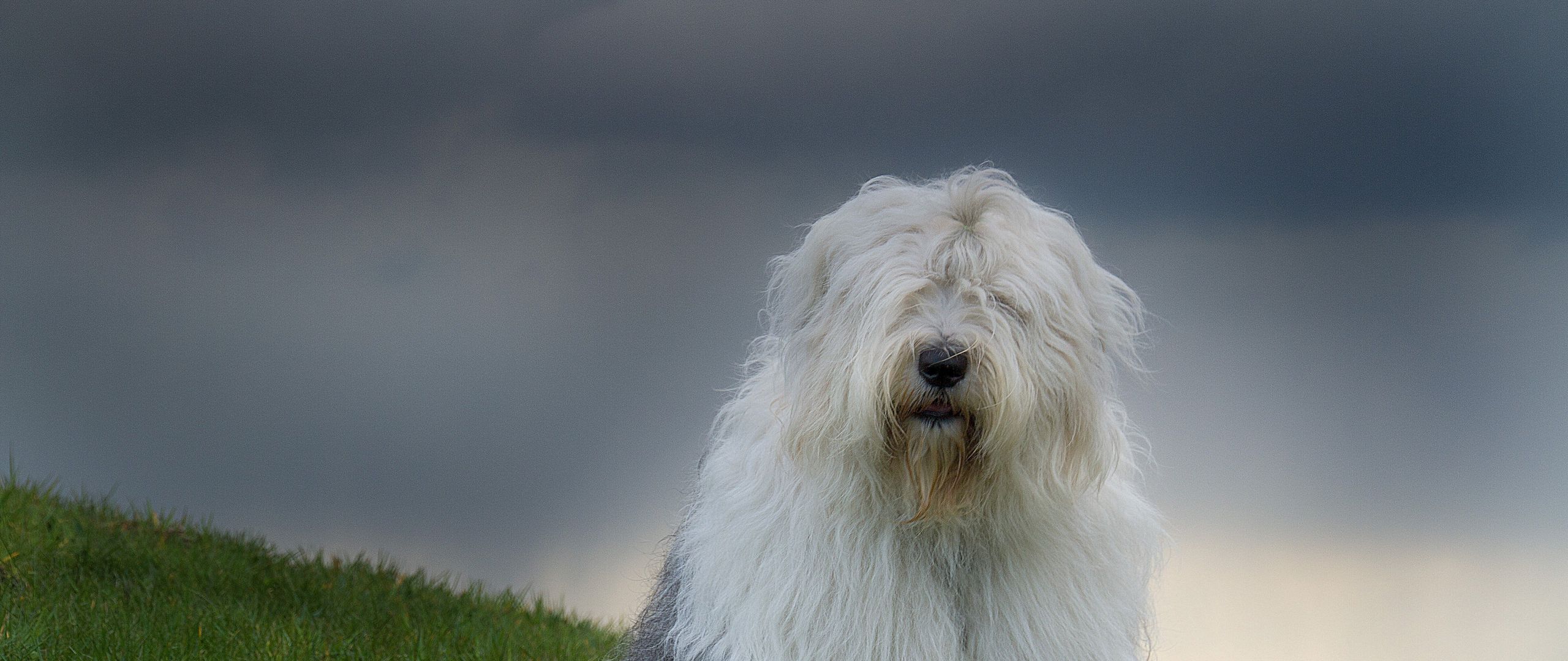 Old English Sheepdog Wallpapers