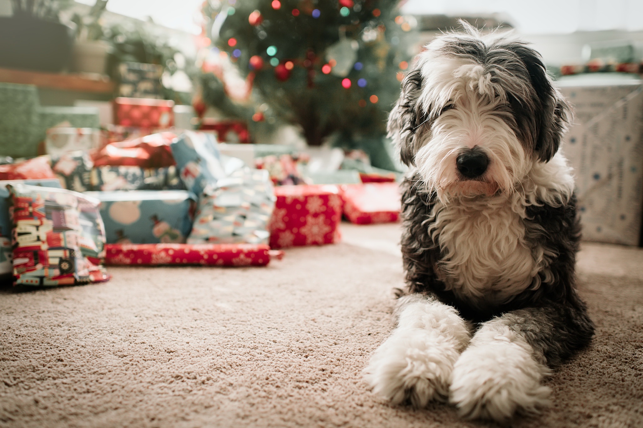 Old English Sheepdog Wallpapers