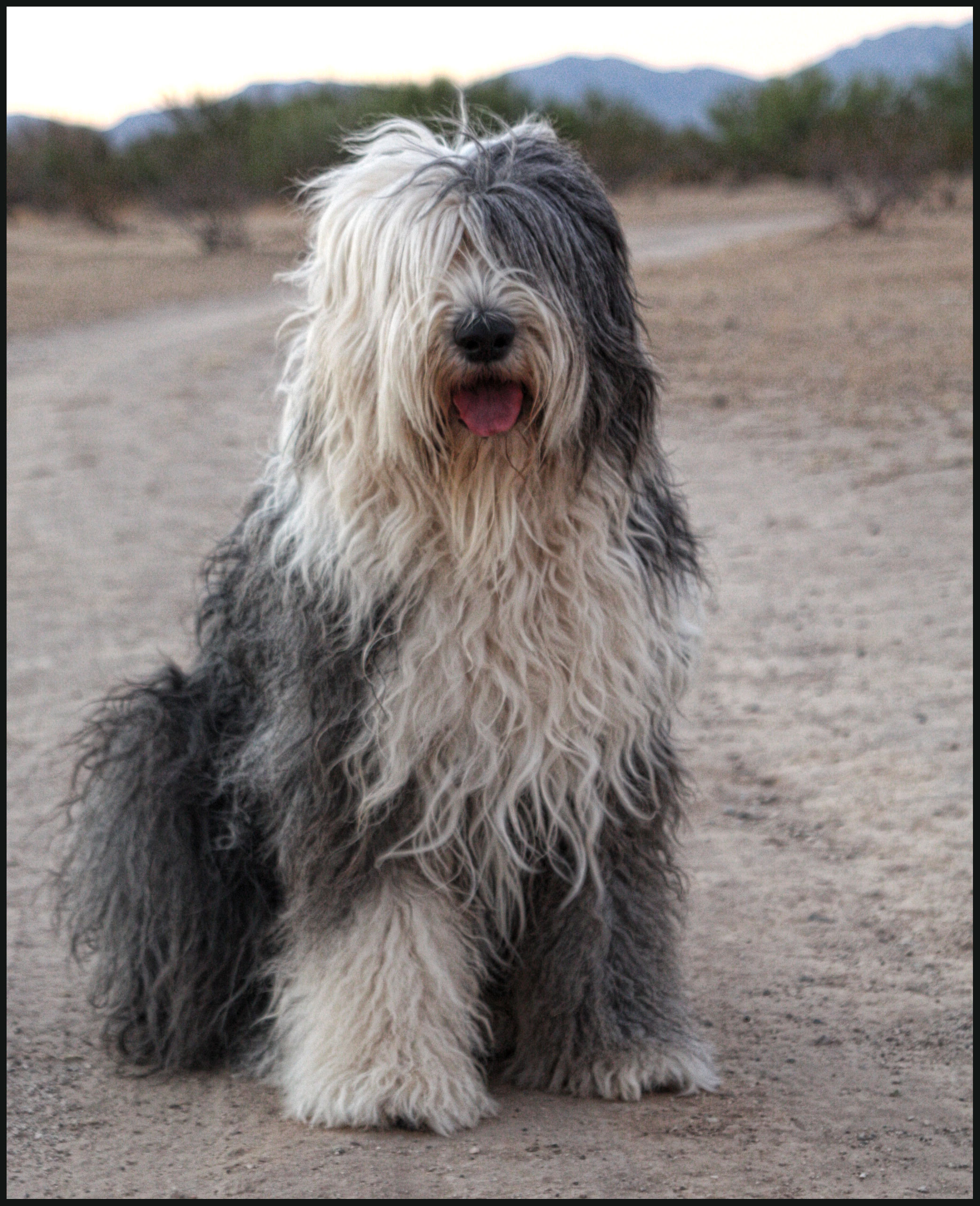 Old English Sheepdog Wallpapers