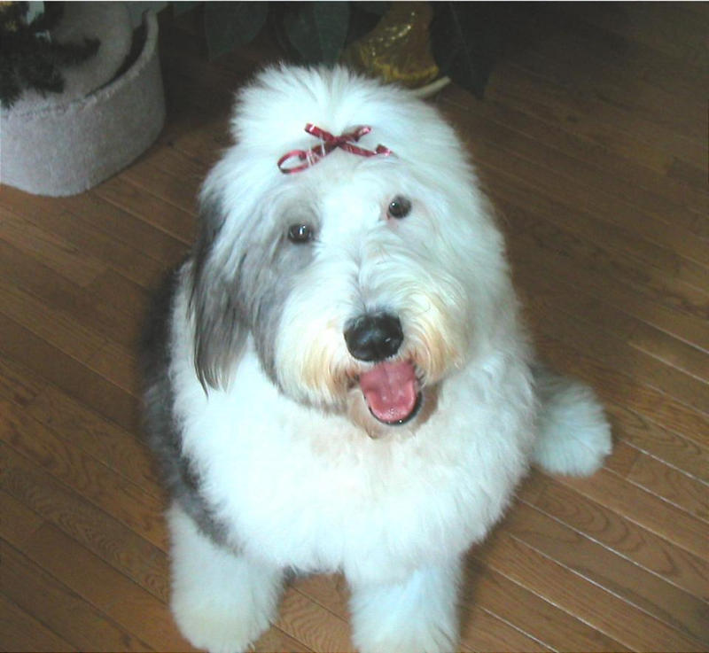 Old English Sheepdog Wallpapers