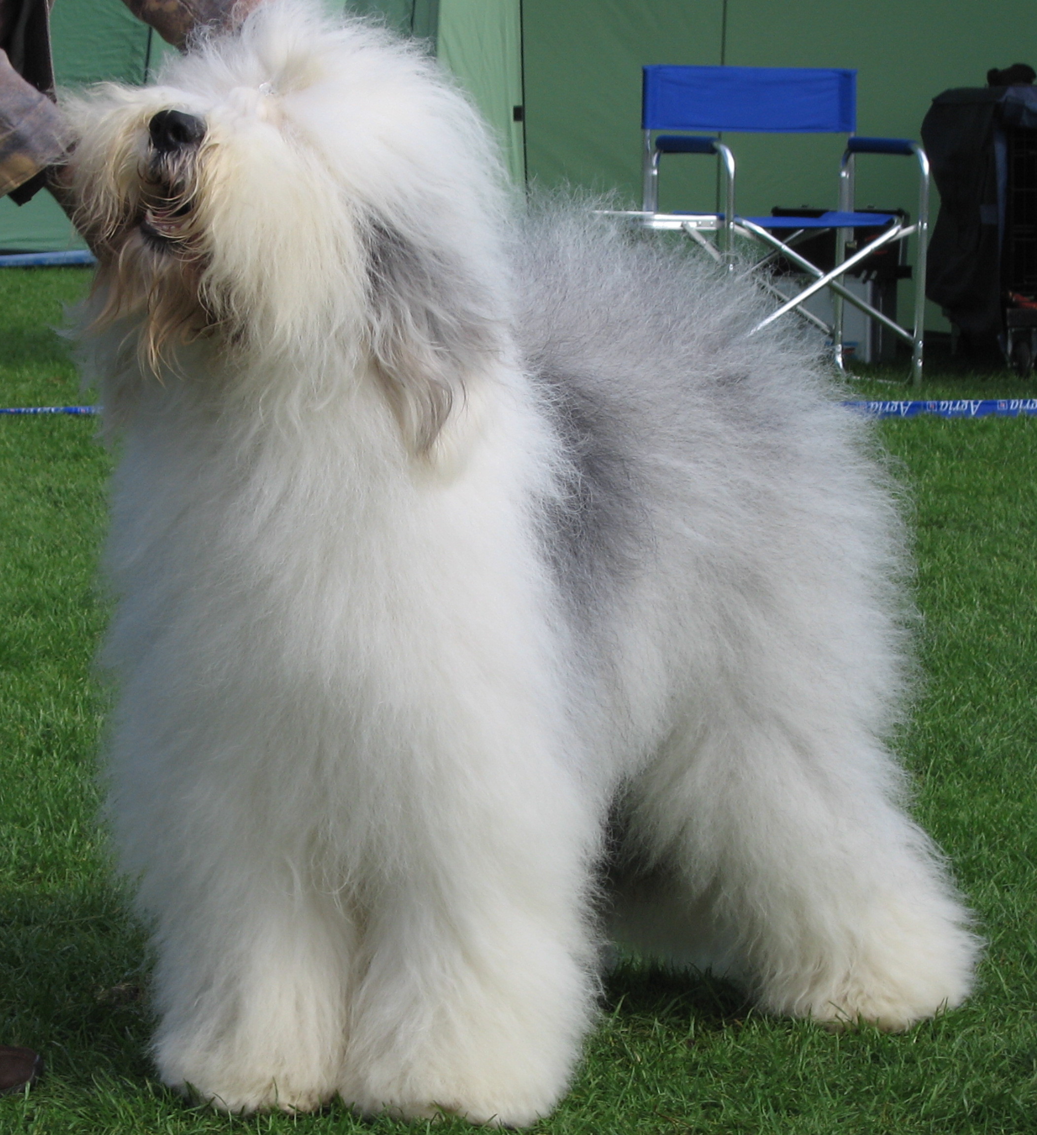 Old English Sheepdog Wallpapers