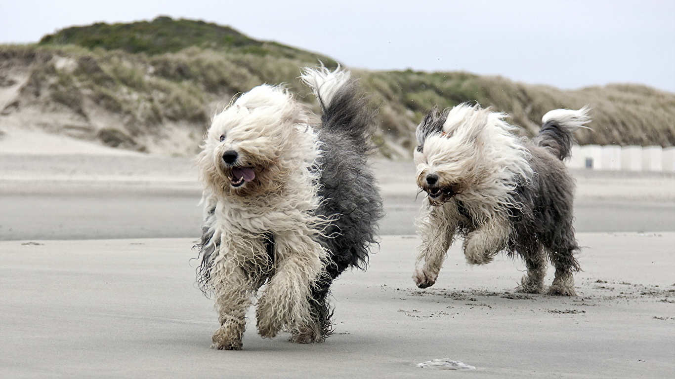 Old English Sheepdog Wallpapers