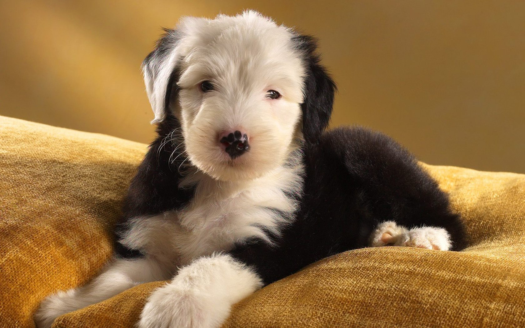 Old English Sheepdog Wallpapers