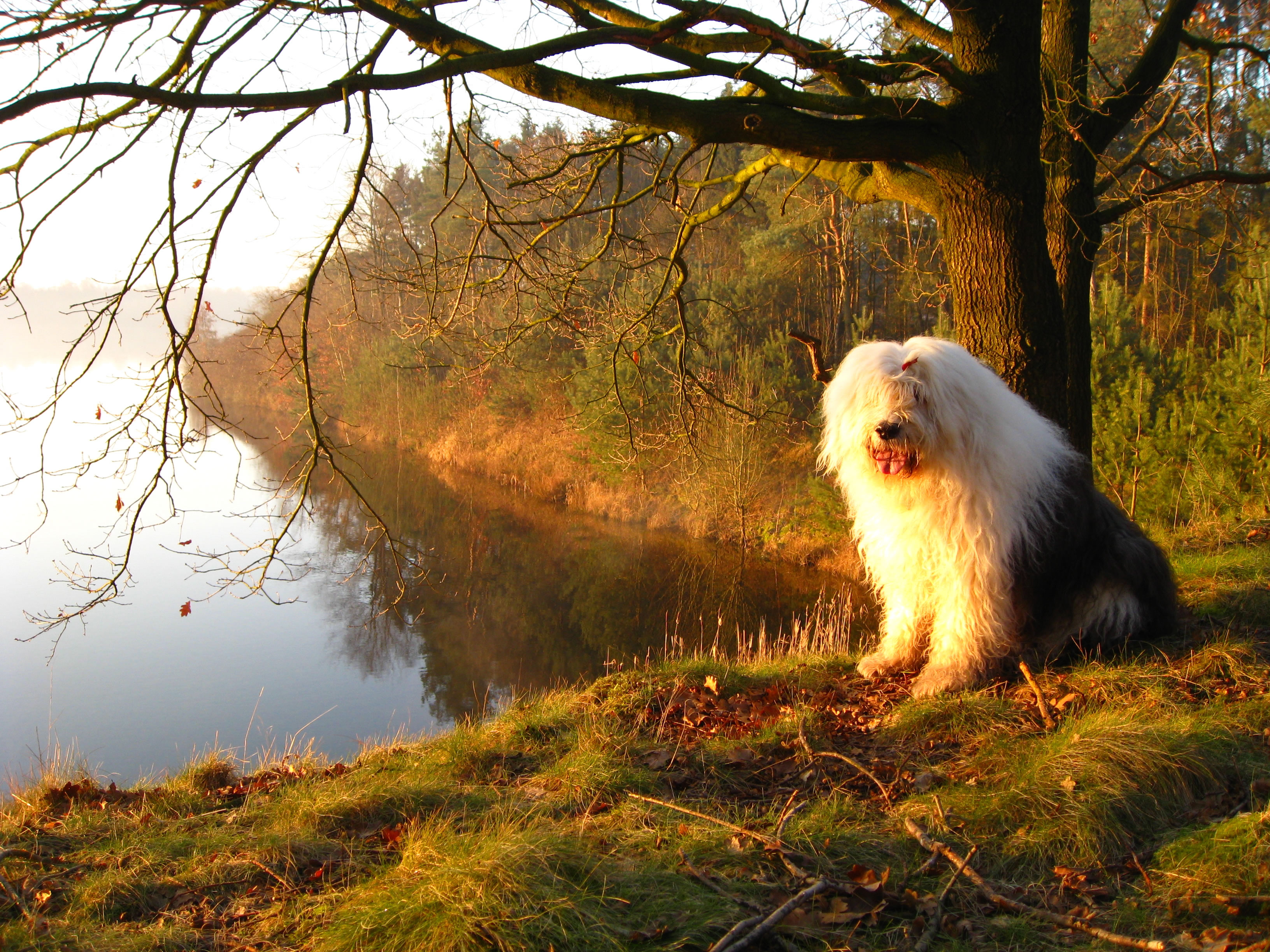 Old English Sheepdog Wallpapers