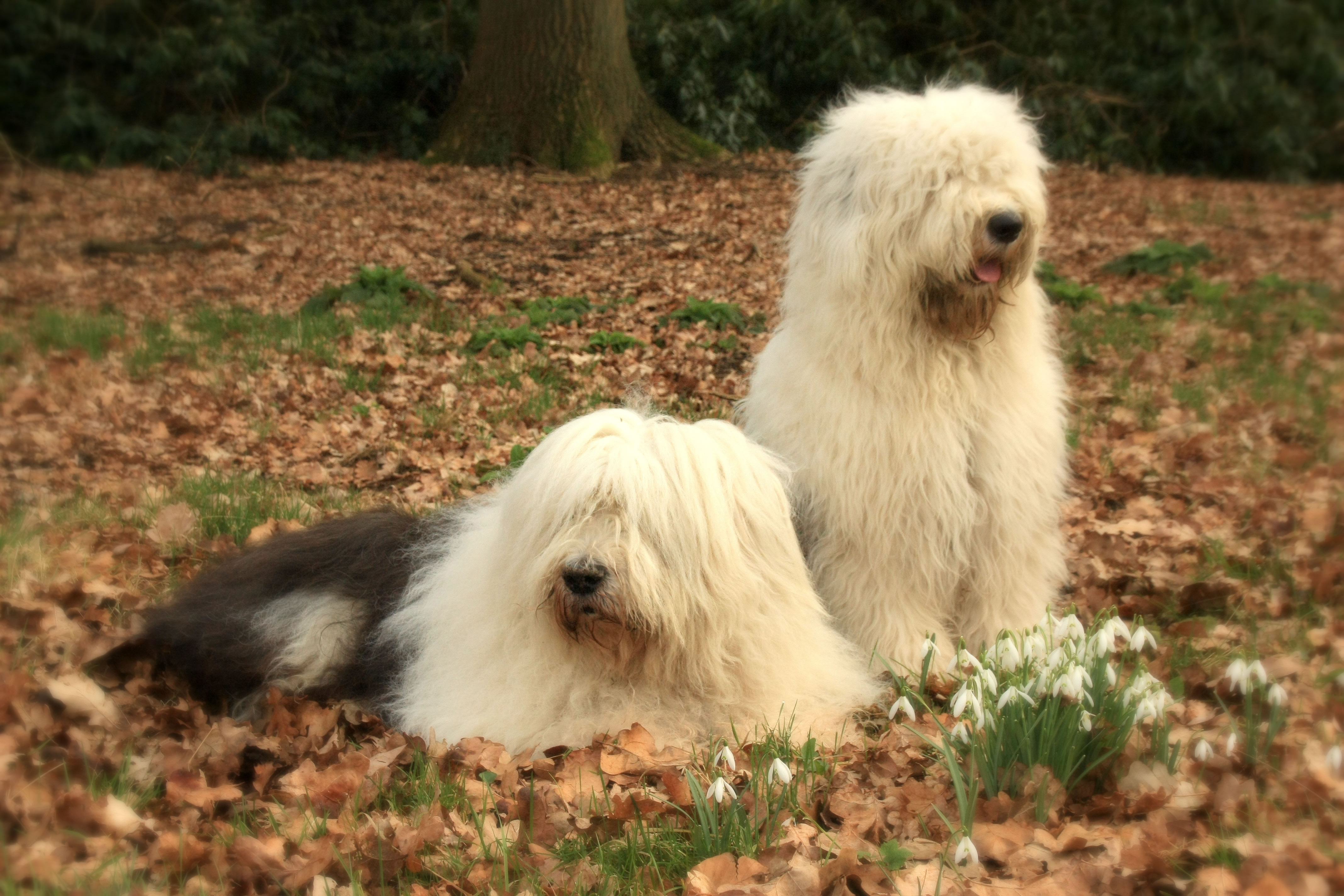 Old English Sheepdog Wallpapers