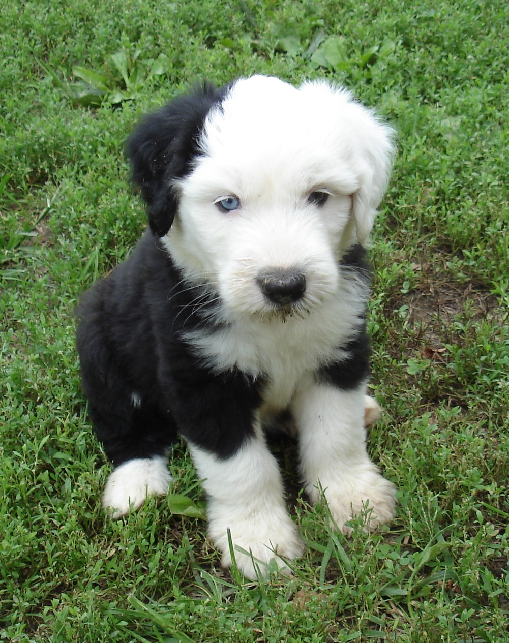 Old English Sheepdog Wallpapers