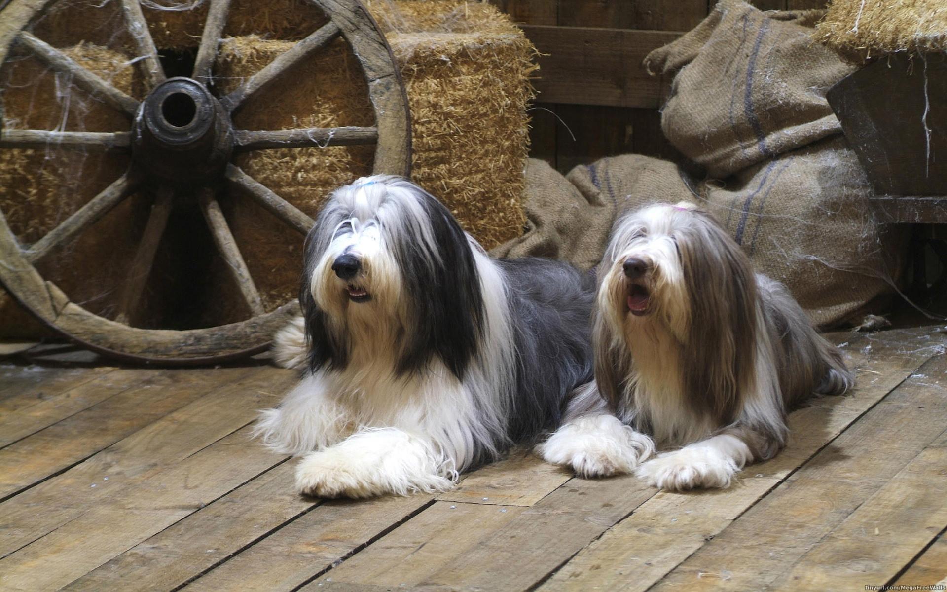 Old English Sheepdog Wallpapers