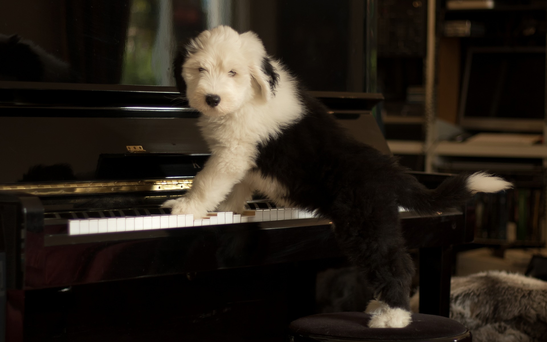 Old English Sheepdog Wallpapers