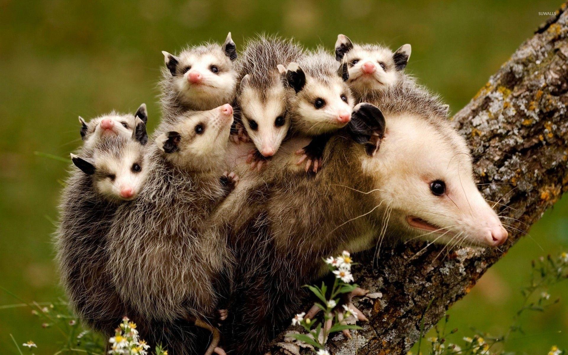 Opossum Wallpapers