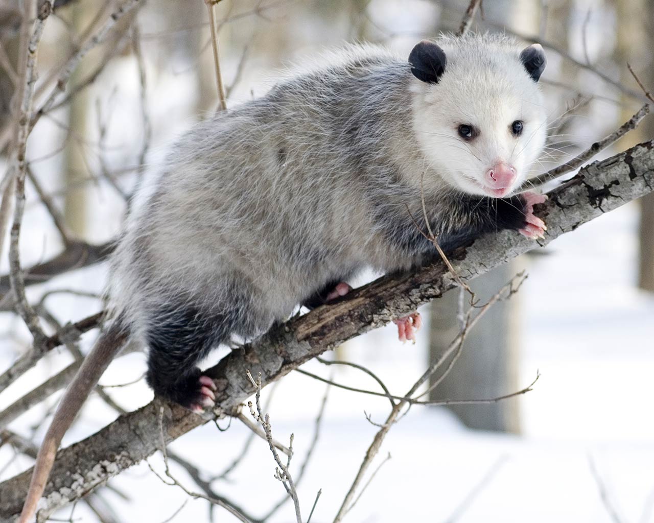 Opossum Wallpapers