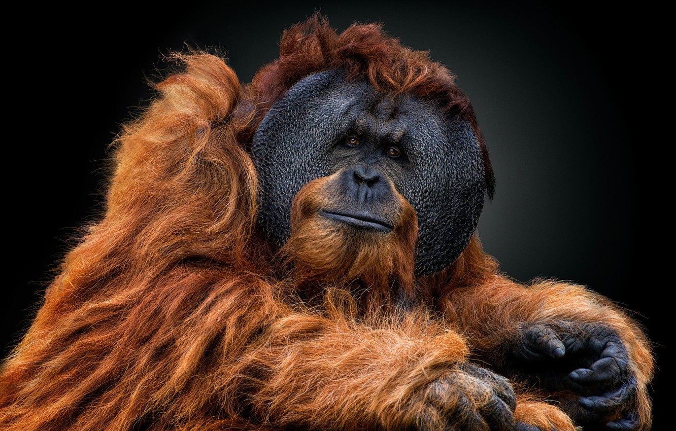 Orangutan Wallpapers