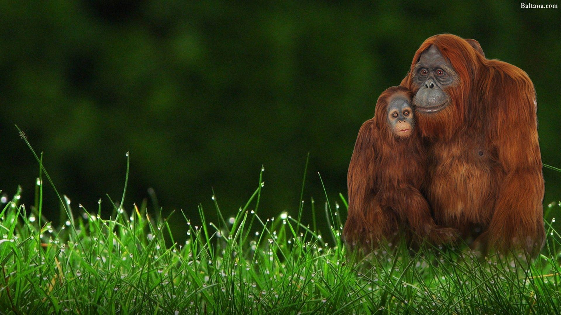 Orangutan Wallpapers