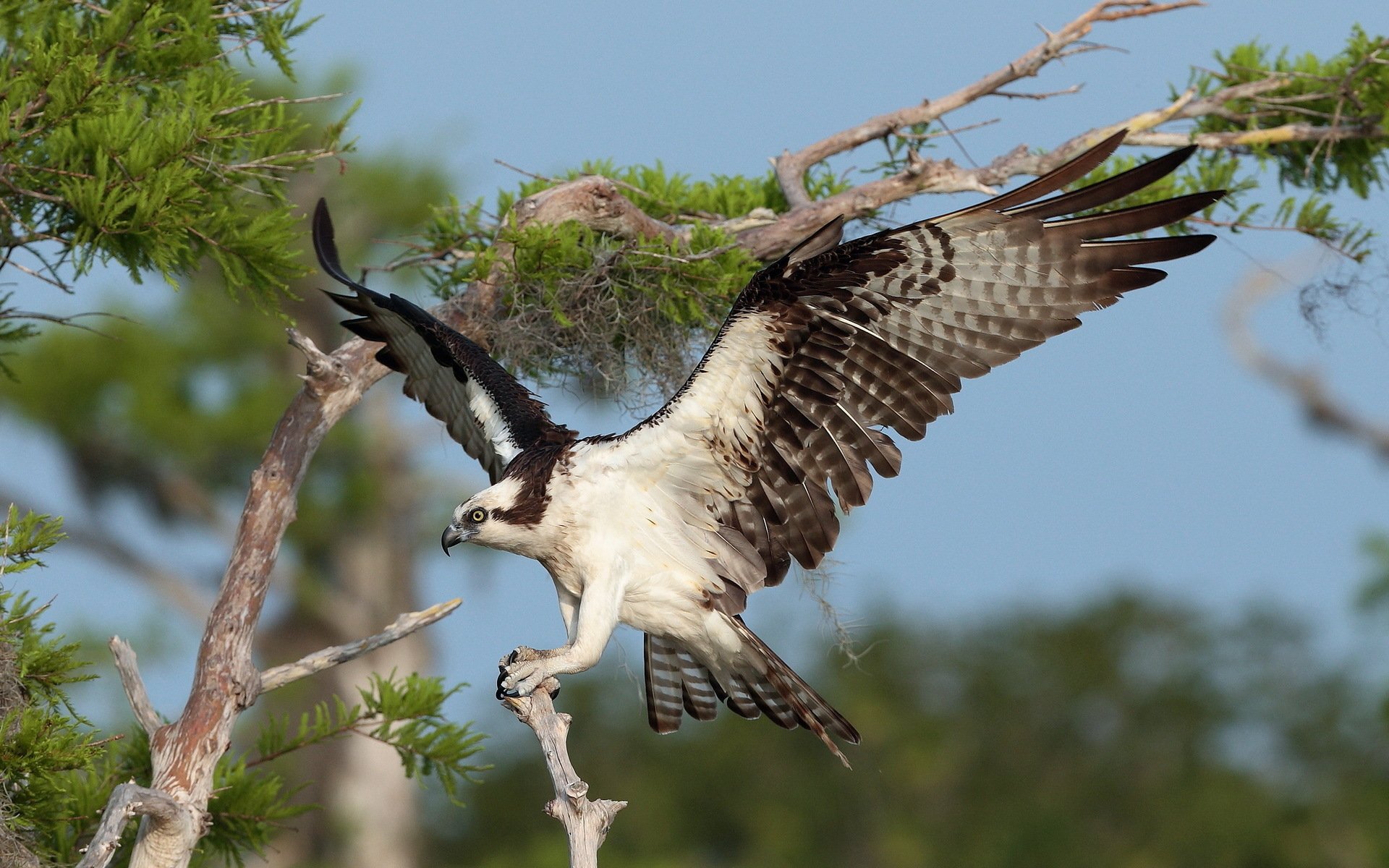 Osprey Wallpapers