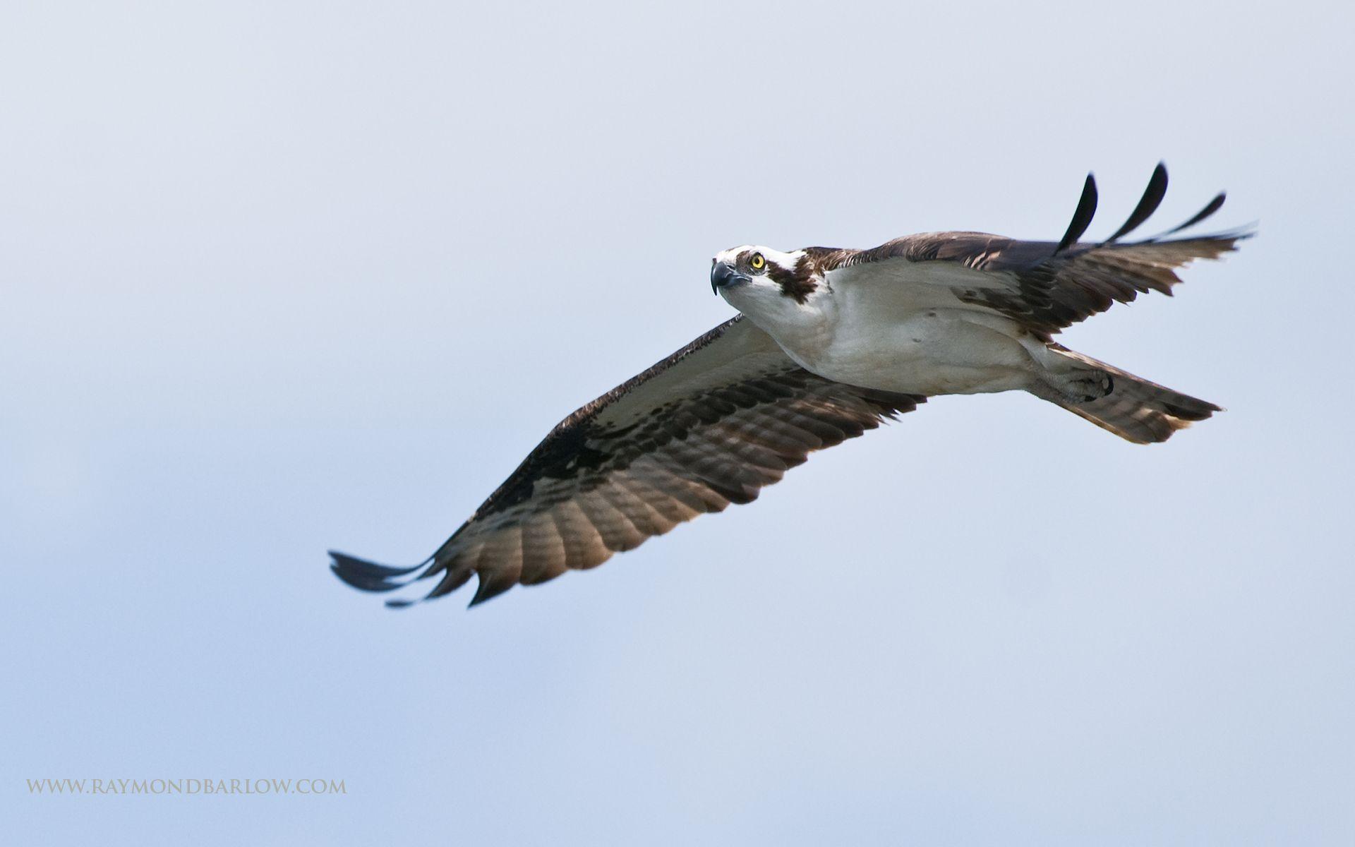 Osprey Wallpapers