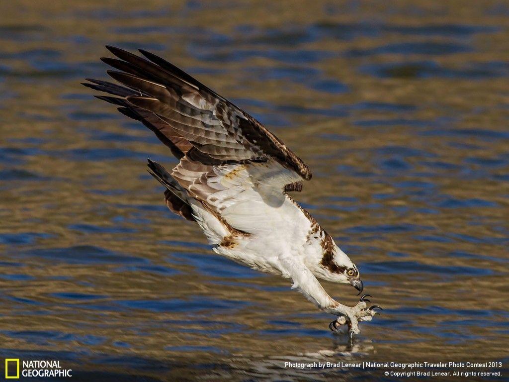 Osprey Wallpapers
