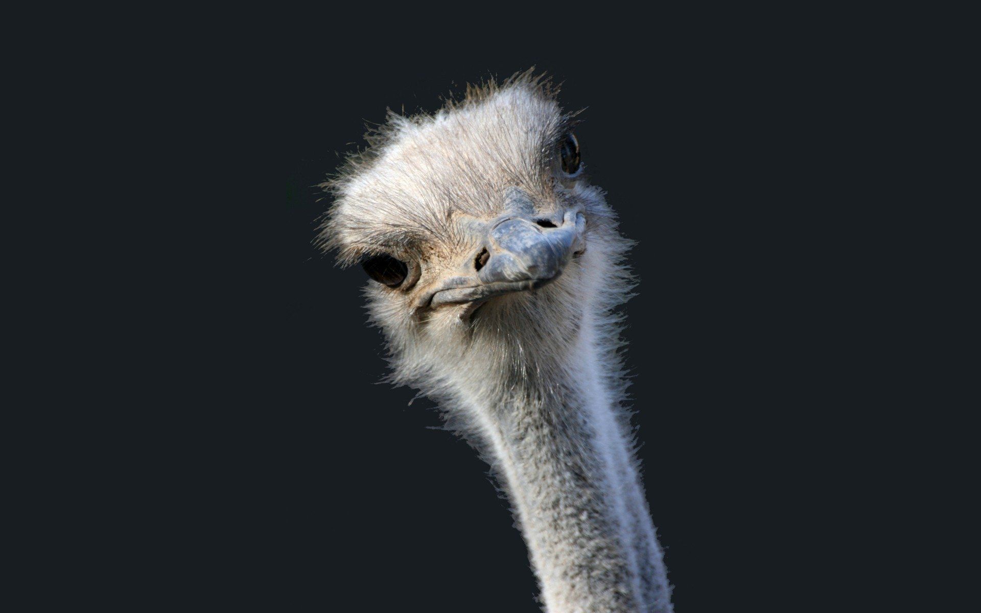 Ostrich Wallpapers