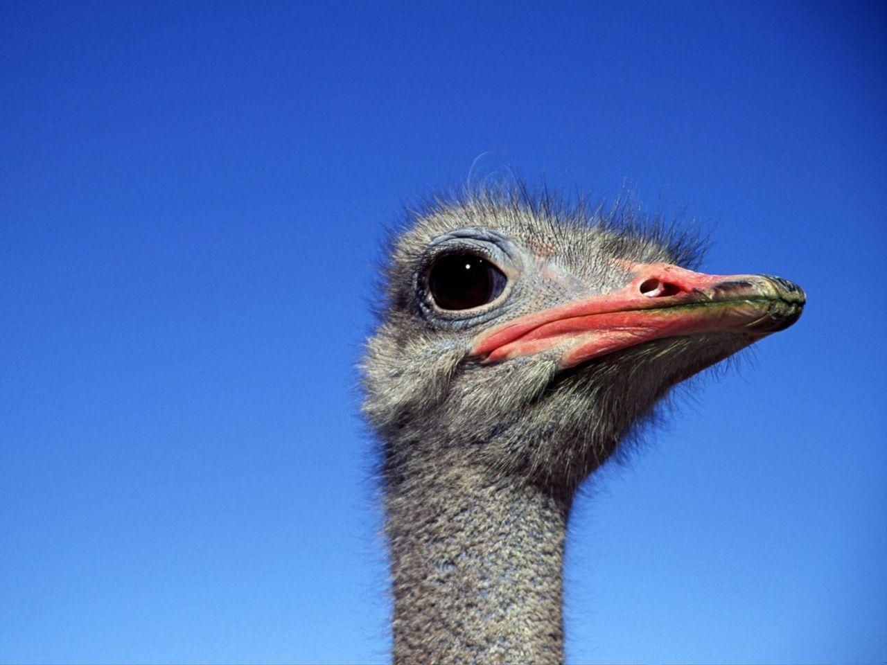 Ostrich Wallpapers