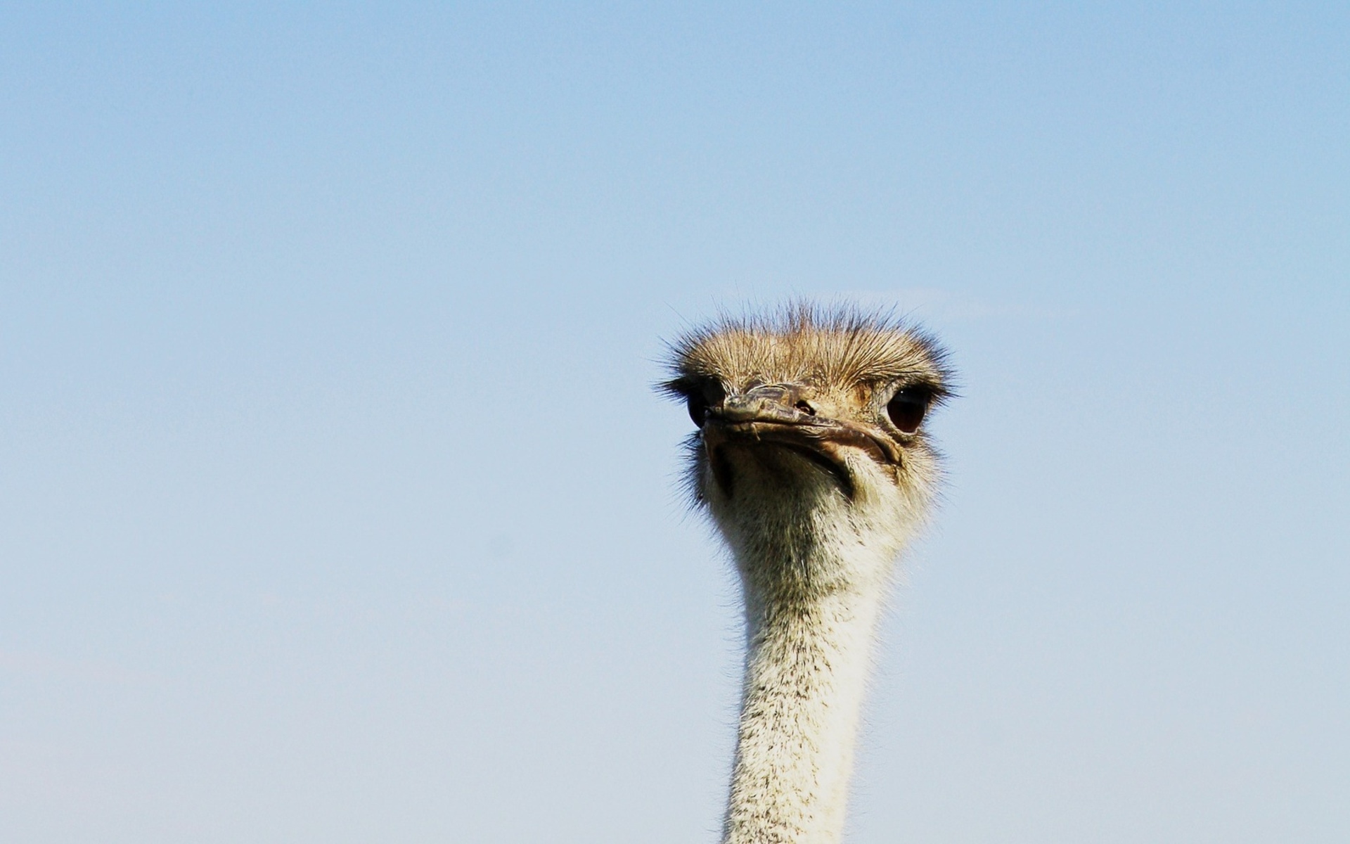 Ostrich Wallpapers