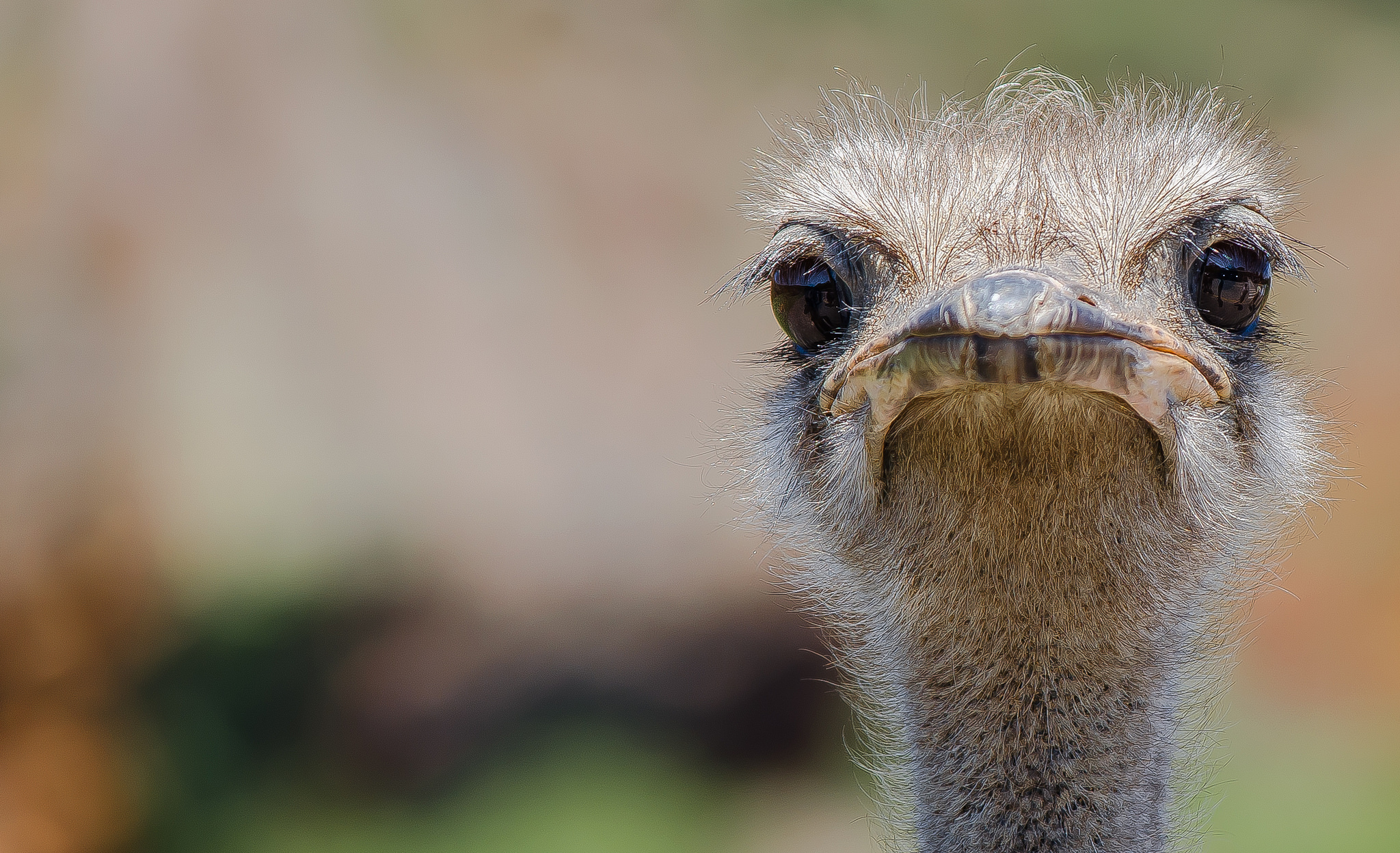 Ostrich Wallpapers