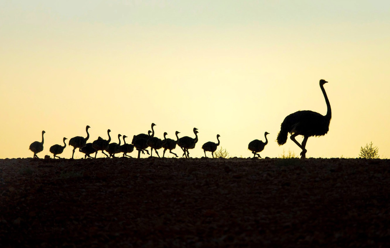 Ostrich Wallpapers