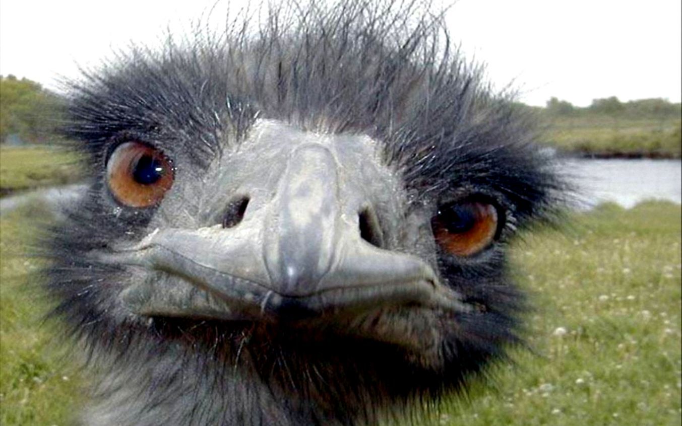 Ostrich Wallpapers