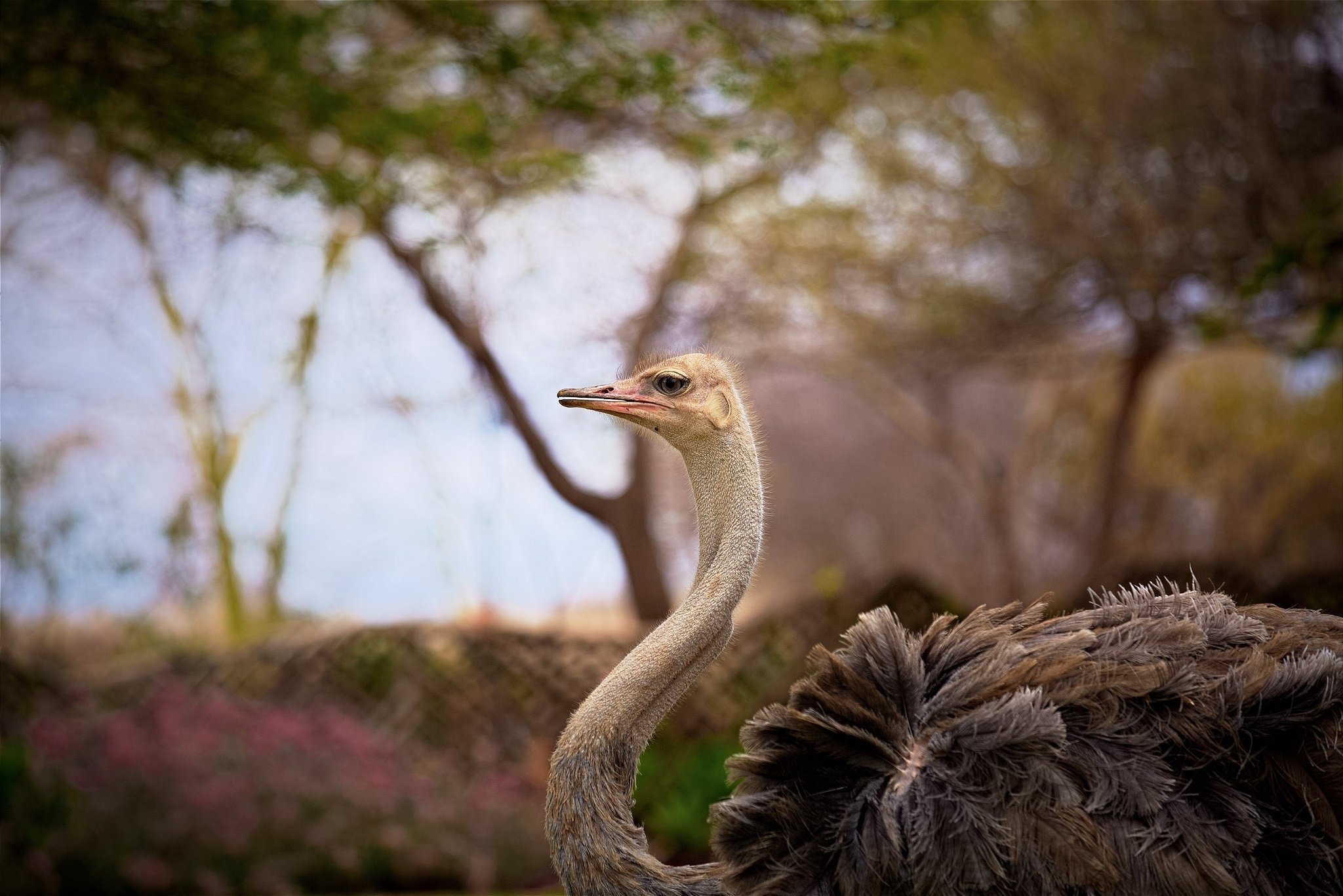 Ostrich Wallpapers