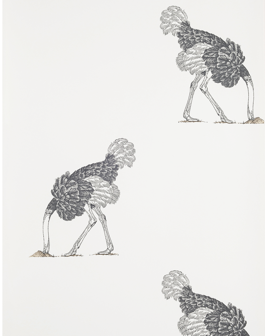 Ostrich Wallpapers