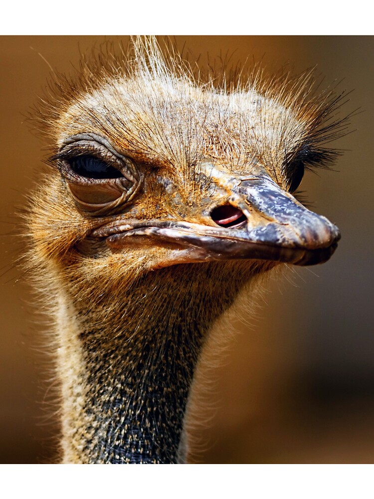 Ostrich Wallpapers