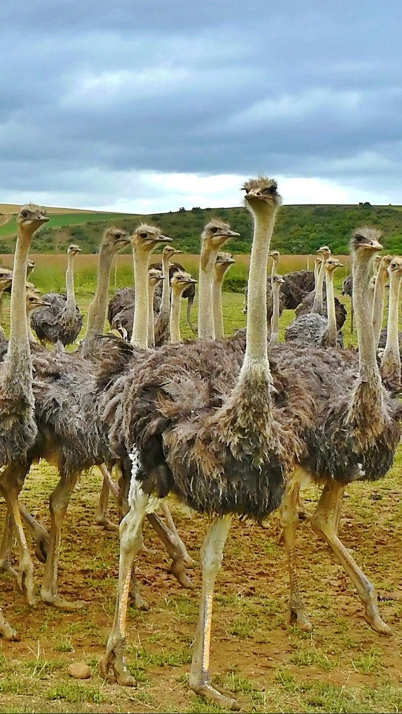 Ostrich Wallpapers