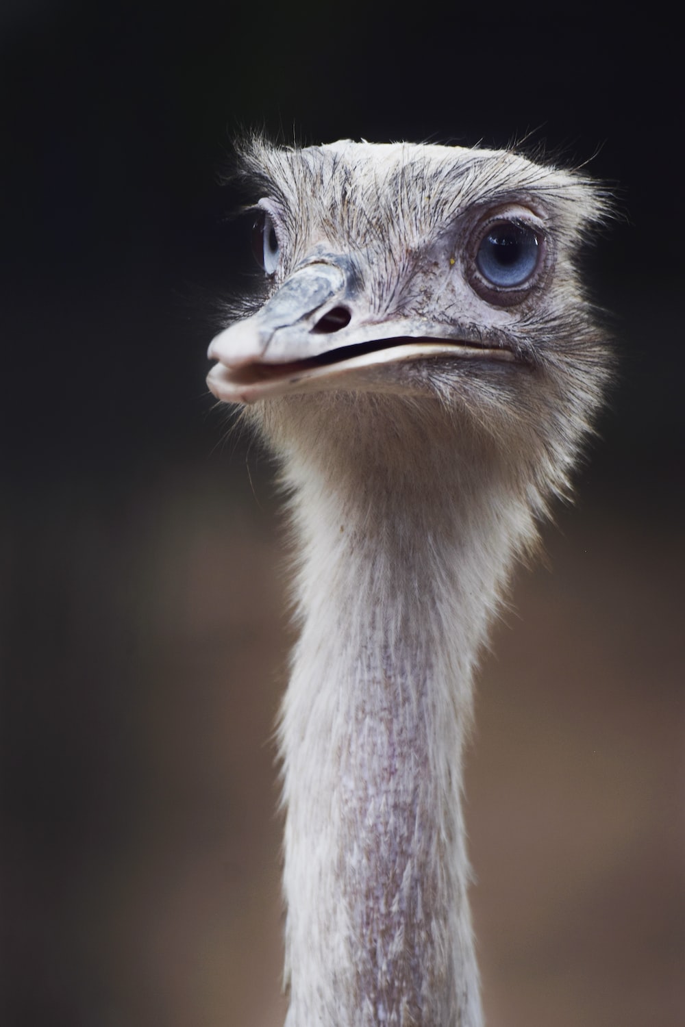 Ostrich Wallpapers