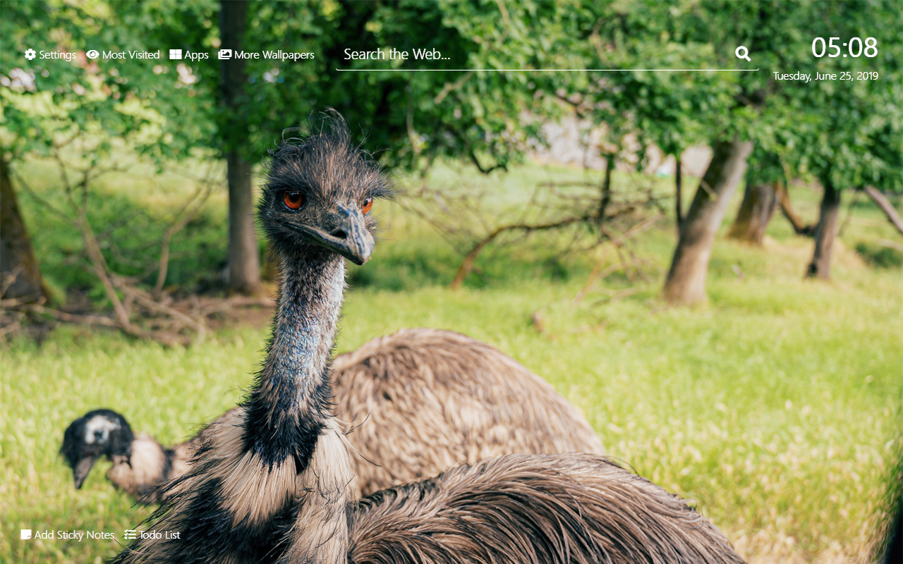 Ostrich Wallpapers