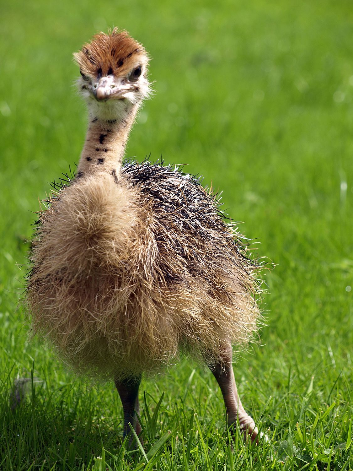 Ostrich Wallpapers