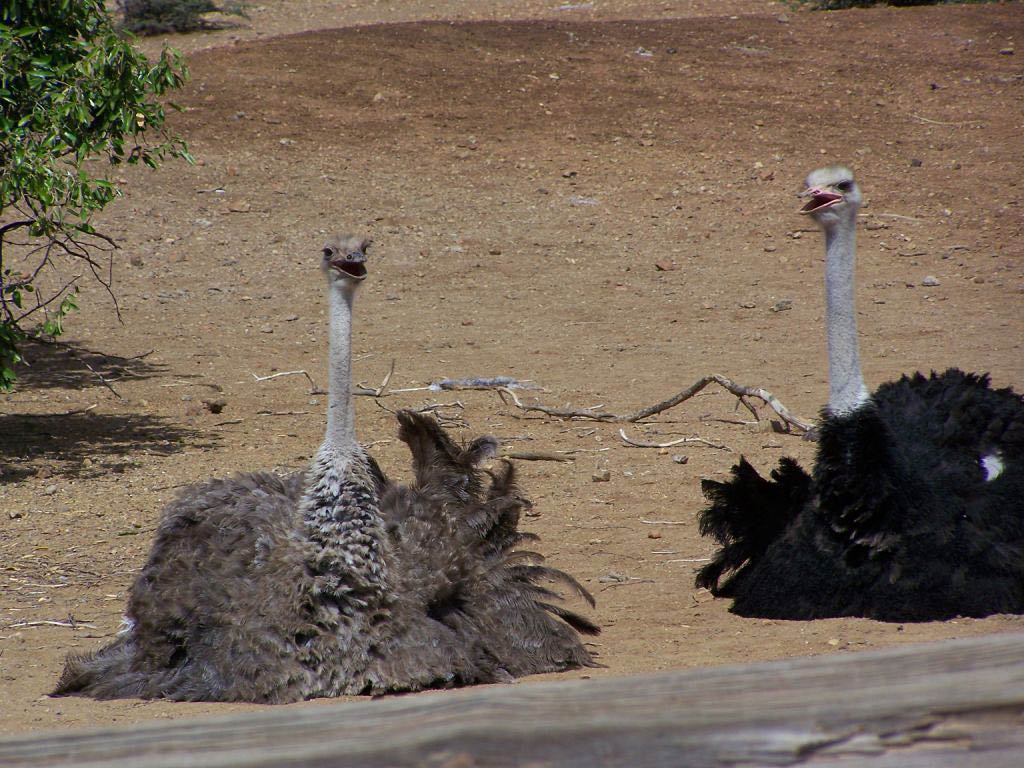 Ostrich Wallpapers