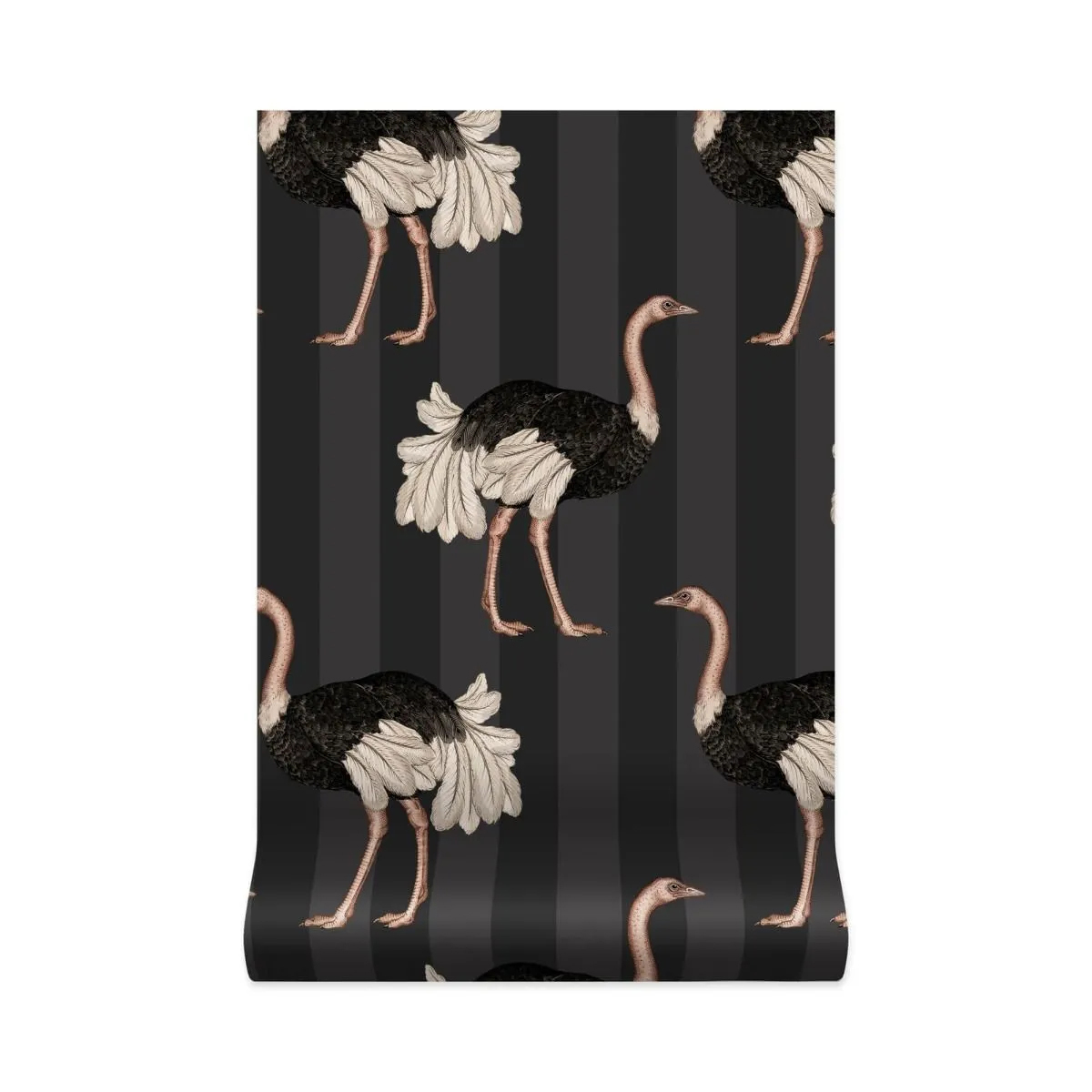 Ostrich Wallpapers