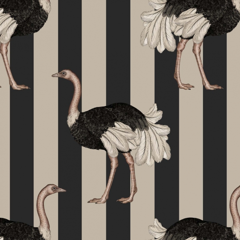 Ostrich Wallpapers