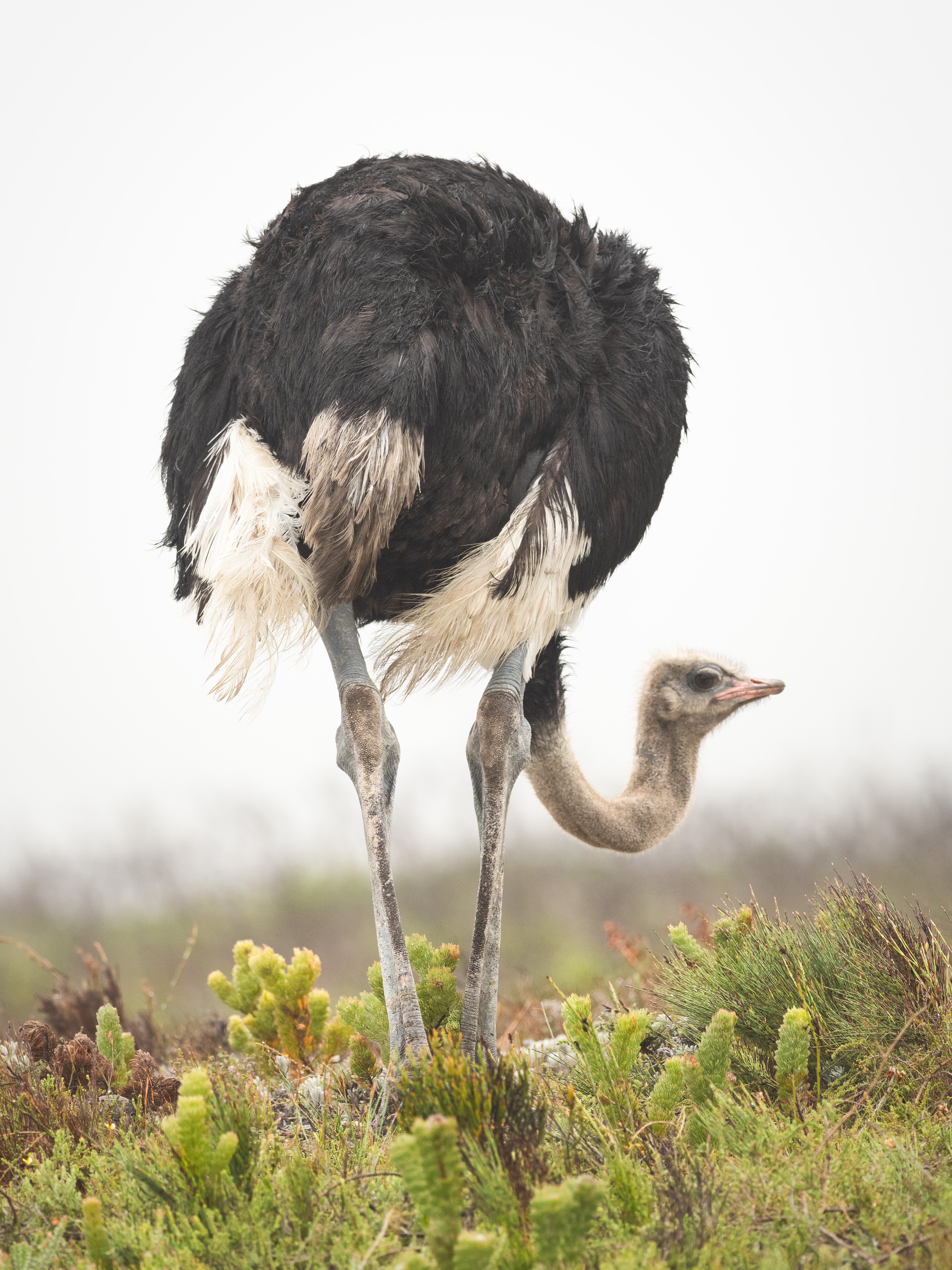 Ostrich Wallpapers