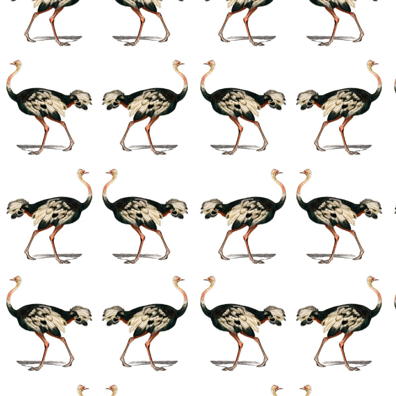 Ostrich Wallpapers