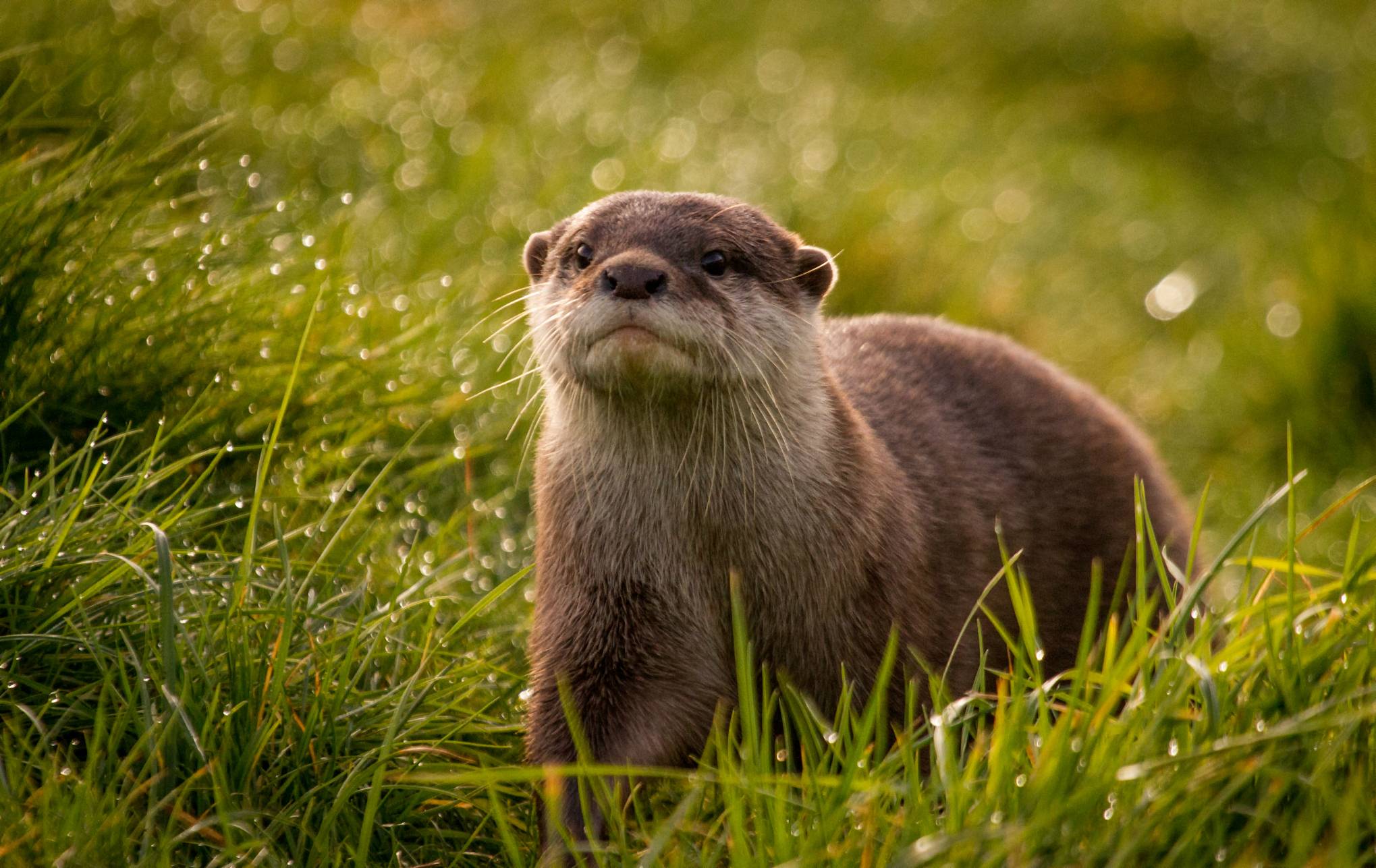 Otter Wallpapers