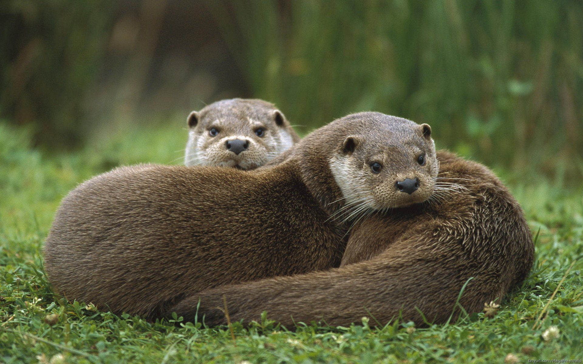 Otter Wallpapers