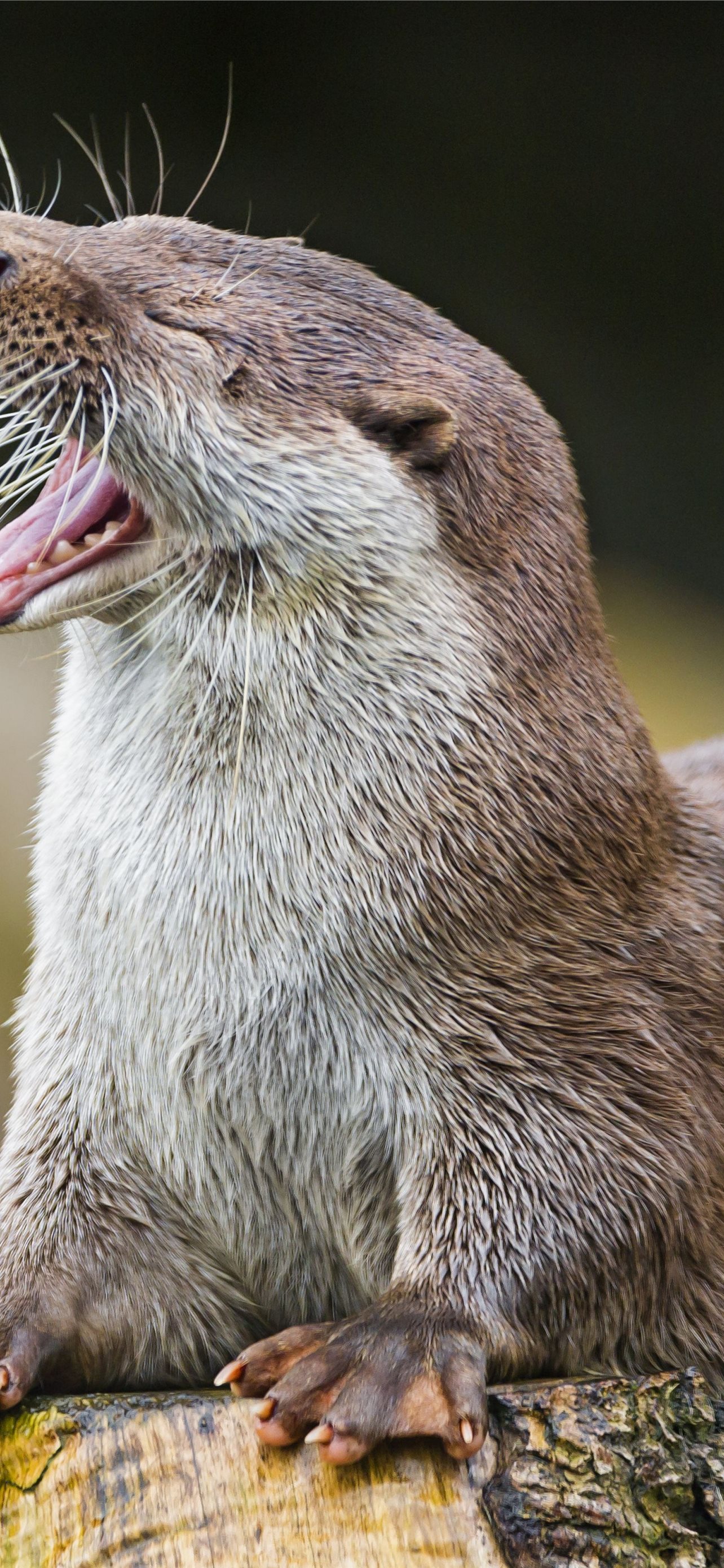 Otter Wallpapers