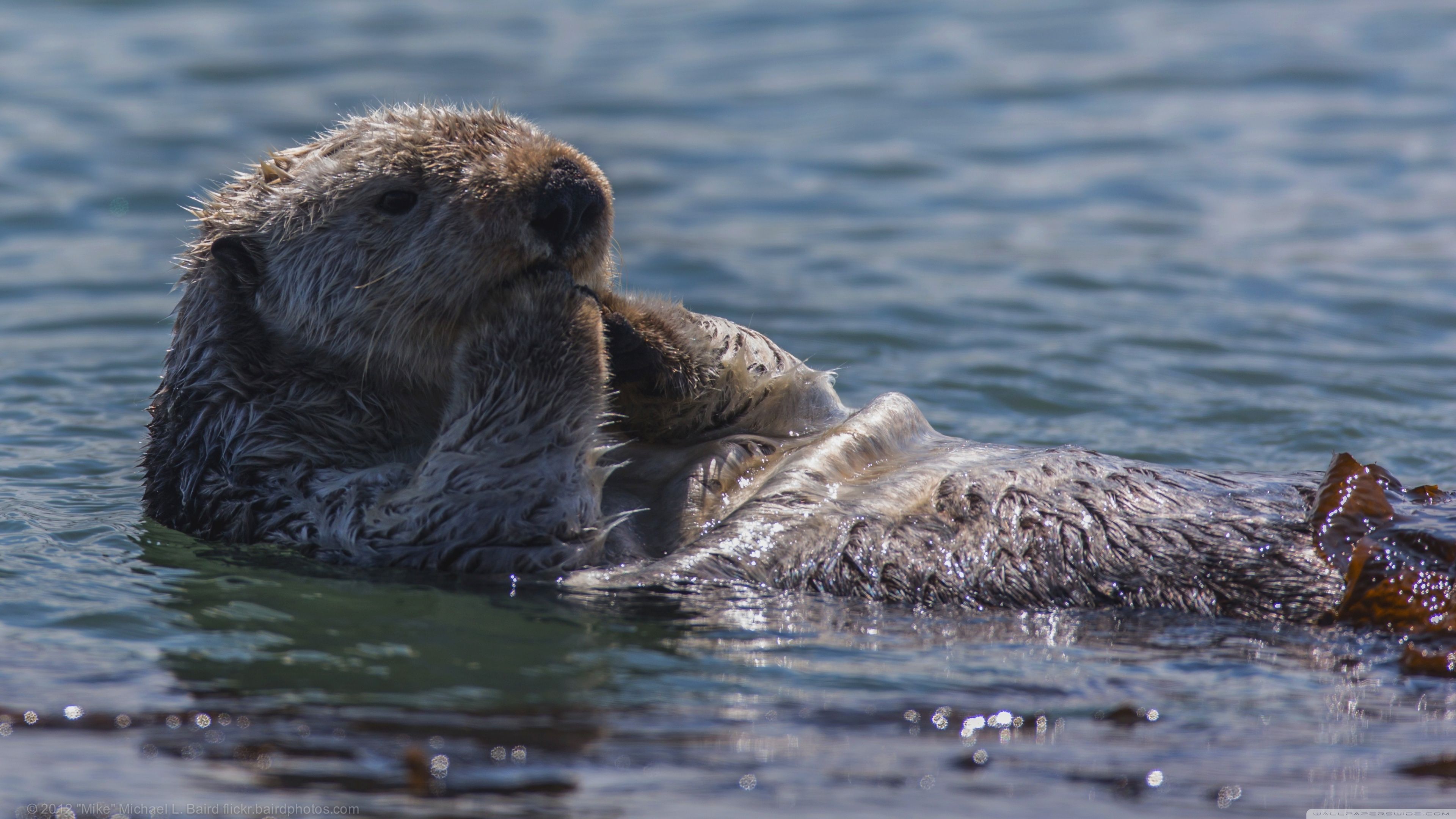 Otter Wallpapers