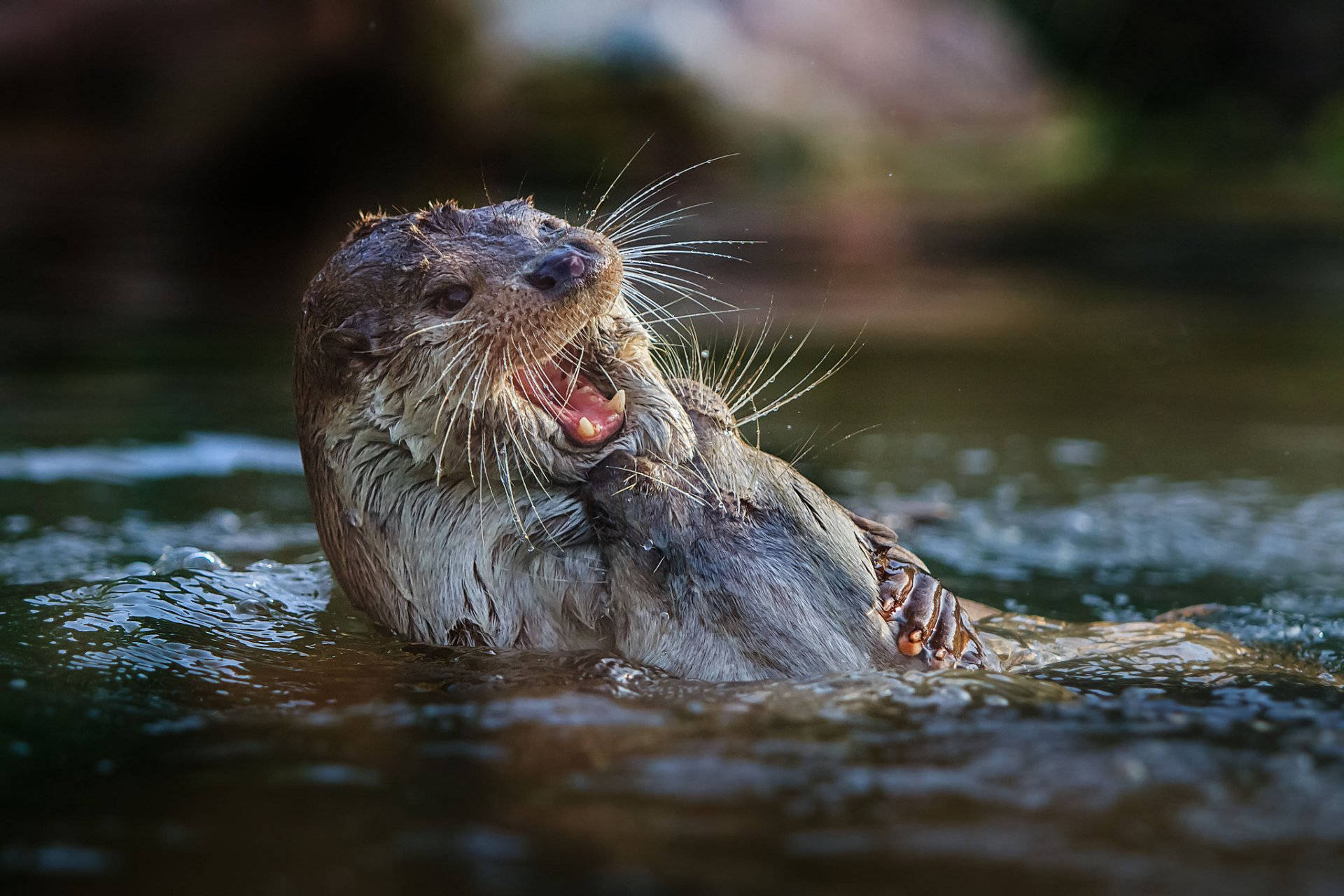 Otter Wallpapers