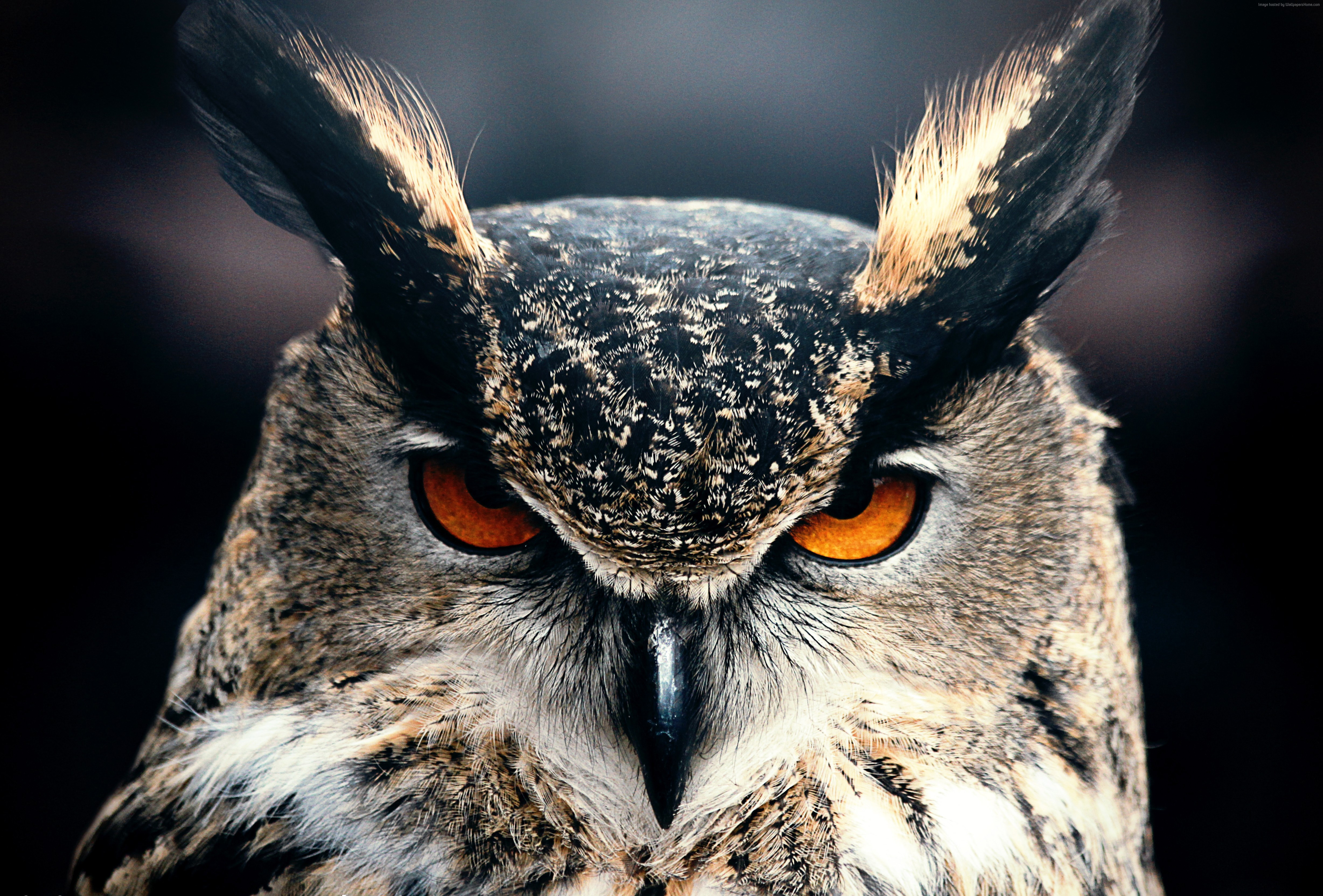 Owl Wallpapers