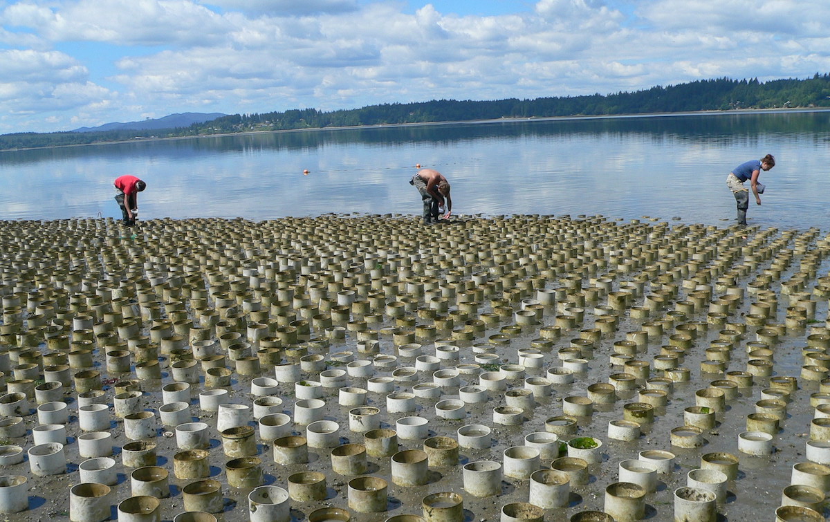 Pacific Geoduck Wallpapers