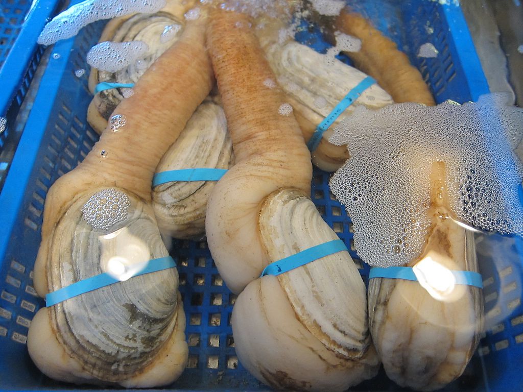 Pacific Geoduck Wallpapers