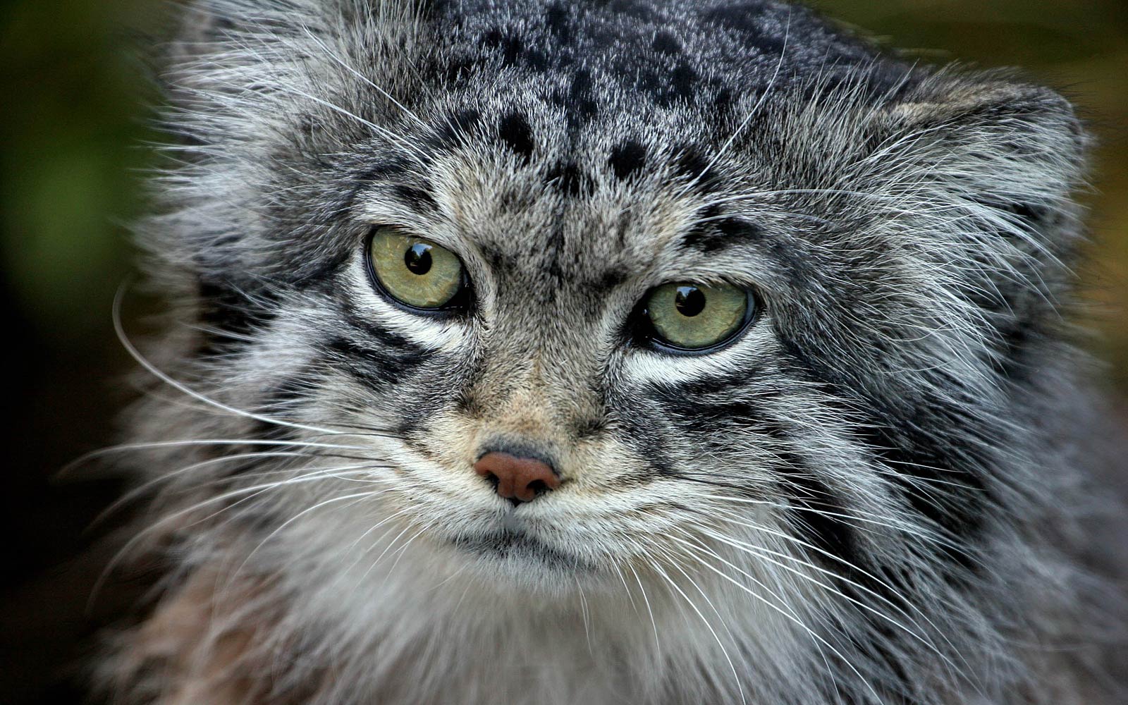 Pallas'S Cat Wallpapers