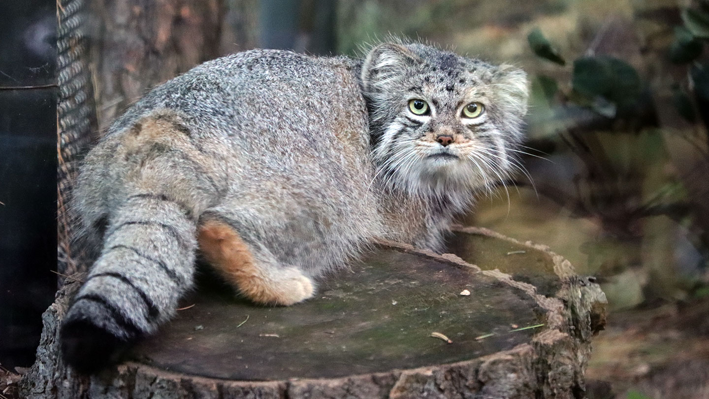 Pallas'S Cat Wallpapers