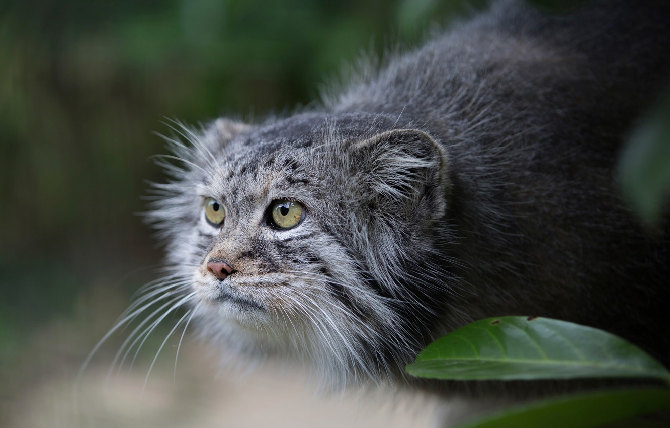 Pallas'S Cat Wallpapers